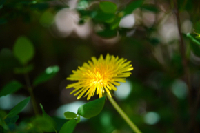 dandelion-5068565_1280.jpg