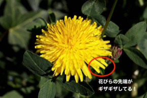 dandelion-5083878_1280.jpg