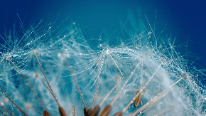 dandelion-4186029_960_720.jpg