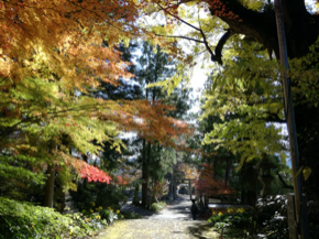 IMG_20201113_131128.jpg