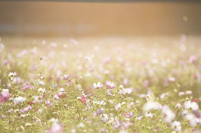 cosmos-flowers-1138041_960_720.jpg