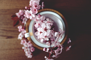 spring-2174750_960_720.jpg