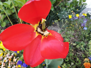 IMG_20210415_073951.jpg