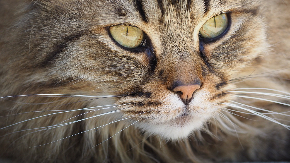 cat-1393075_1280.jpg