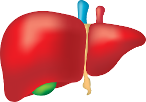 liver-2934612_640.png