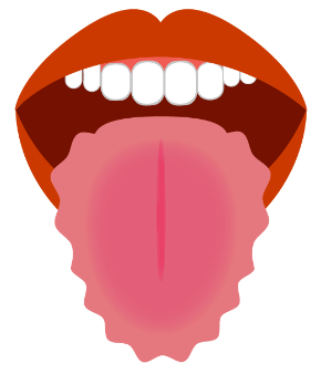 舌　歯形２.png
