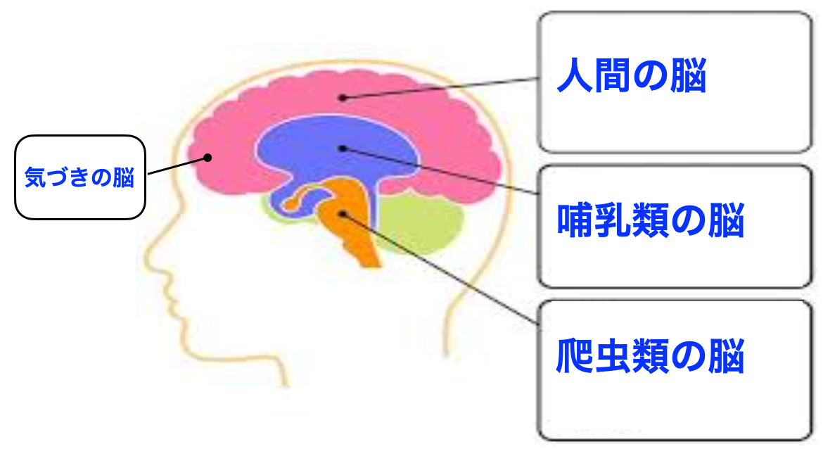 ４つの脳.png
