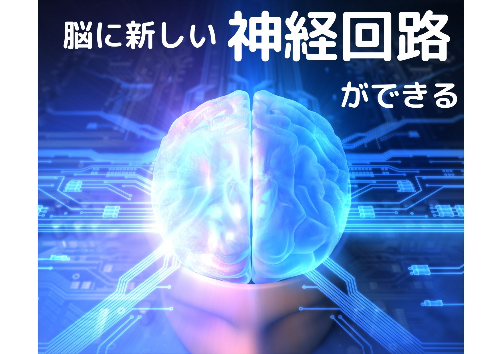 脳に新しい神経回路ができる.jpg