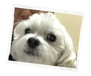 名称未設定のデザインのコピー (2).png
