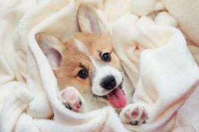 cute-homemade-corgi-puppy-lies-in-a-white-fluffy-blanket-funny-sticking-out-his-face-and-paws-1067074306_2125x1417.jpeg