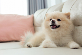 white-puppy-pomeranian-dog-cute-pet-happy-smile-in-home-with-seat-sofa-furniture-interior-decor-in-living-room-1084045702_727x484.jpeg
