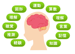 脳の図.png