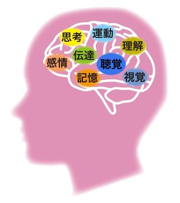 脳の図.jpg