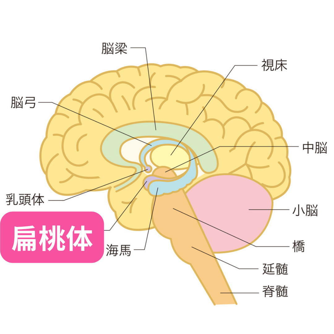 扁桃体.png