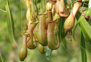 pitcher-plant-362370_1920.jpg