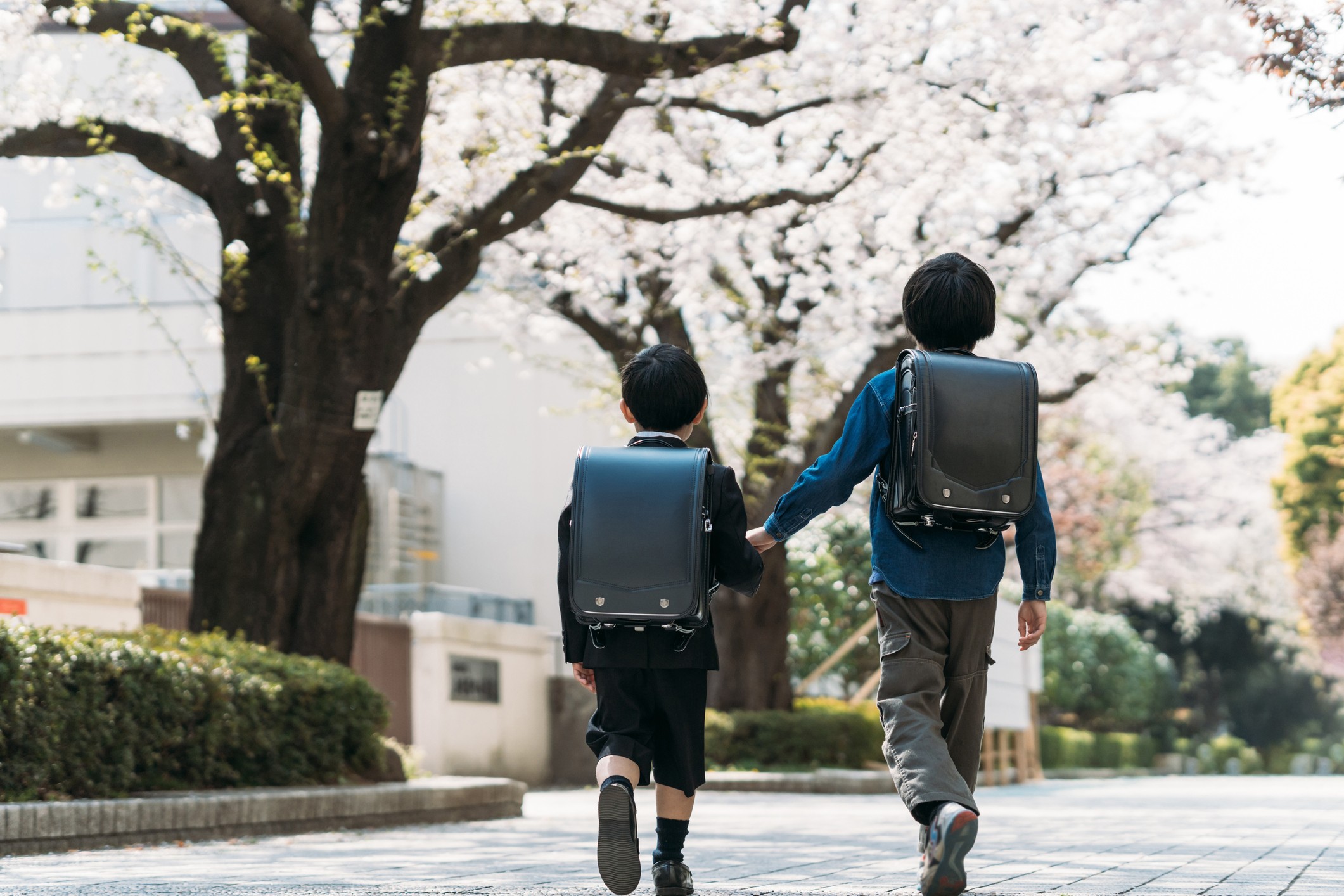 桜　小学生.jpg