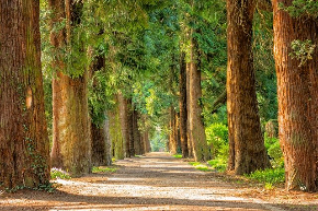 avenue-g9d4c0955a_640.jpg