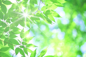 ケヤキの新緑の若葉とキラキラの木漏れ日25142701_s.jpg