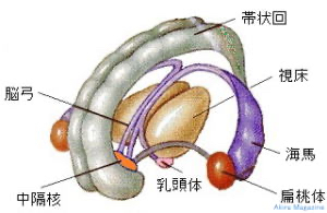 limbic_system-top-img002.jpg